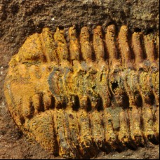 Trilobite Placoparia sp.