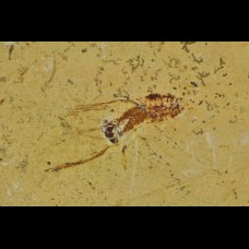 insect  - Lower Cretaceous