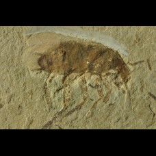 insect  - Lower Cretaceous