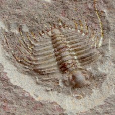 Trilobite Kettneraspis sp. 