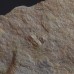 Rare trilobite Diplorrhina cuneifera