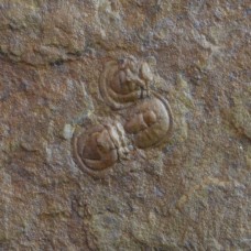 Rare trilobite Diplorrhina cuneifera