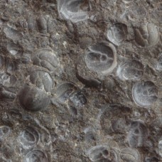 Trilobites Agnostus pisiformis