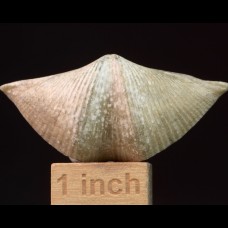 Brachiopod Cyrtospirifer rudkinensis