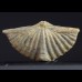 Brachiopod Mucrospirifer diluvianoides