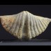 Brachiopod Mucrospirifer diluvianoides