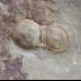 Rare trilobite Phalagnostus prantli