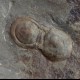 Rare trilobite Phalagnostus prantli