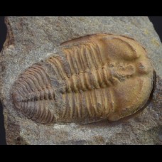 Rare trilobite Ctenocephalus coronatus