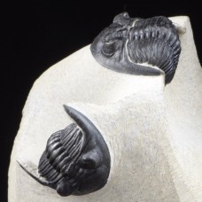 trilobites Hollardops mesocristata