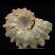 Ammonite Douvilleiceras mammillatum