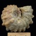 Ammonite Douvilleiceras mammillatum