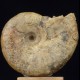 Ammonite Beudanticeras newtoni