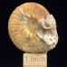 Ammonite Semenovites tamalakensis