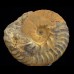 Ammonite Semenovites tamalakensis