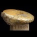 Ammonite Semenovites tamalakensis