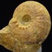 Ammonite Kosmoceras (Zugokosmoceras) jason