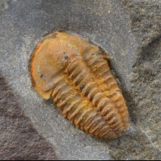 Rare trilobite Skreiaspis spinosa 