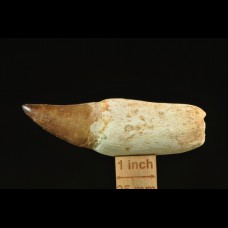 Mosasaurus sp. tooth
