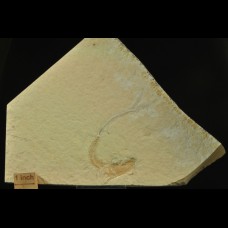 Jurassic fish on lithographic limestone slab