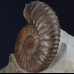 Ammonite Deshayesites grandis