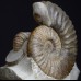 Ammonite Deshayesites grandis