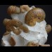 Ammonites Cheloniceras cornuellianum, Deshayesites grandis and Euphilloceras sp.