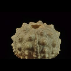 echinoid Hemicidaris intermedia