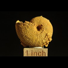 Ammonite Macrocephalites sp.