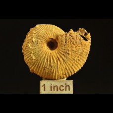 Ammonite Macrocephalites sp. 