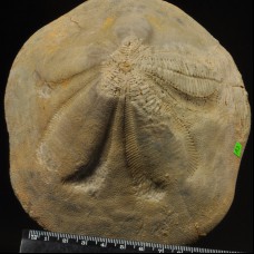 Echinoid Clypeaster atlas 