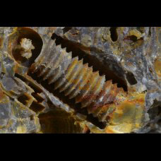 „industrial fossils”  crinoids