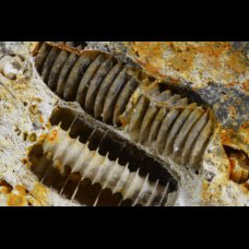 „industrial fossils”  crinoids