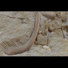 Nothosaurus & Anarosaurus bones