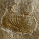 Trilobite Cyclopyge sp.