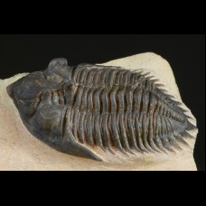 Trilobite Metacanthina issoumourensis