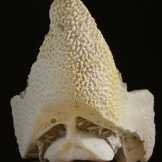 part of devonian fish Bothriolepis sp.
