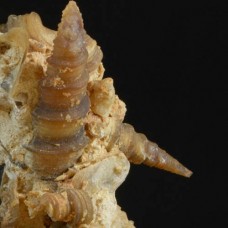 paleo-art chalcedony gastropods